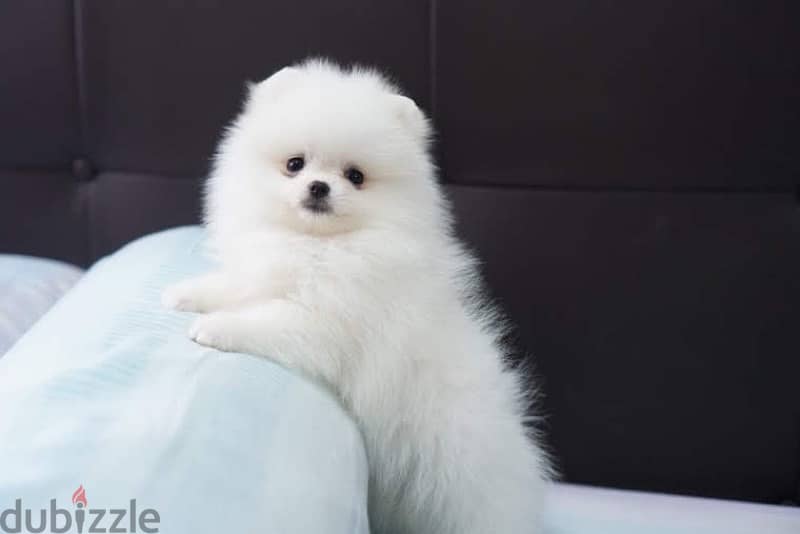 White Pomeranian puppy 1