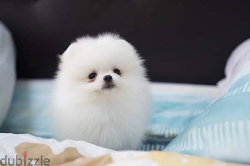 White Pomeranian puppy 2