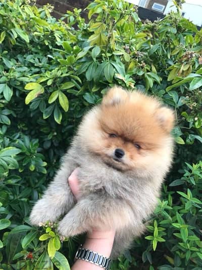 Cream Pomeranian puppy