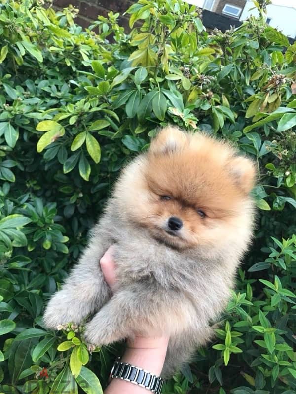 Cream Pomeranian puppy 0