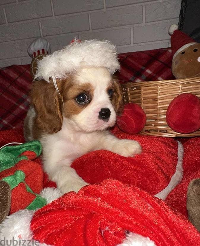 Sweet and lovely Cavalier King Charles Spaniel puppies 0