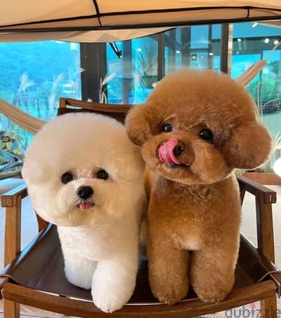 japanese poodle puppies