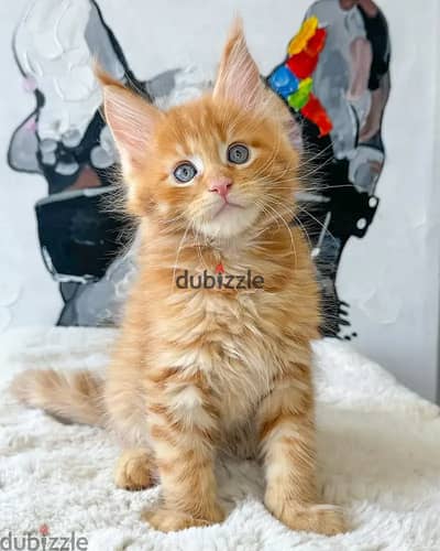 Maine Coon Kittens// Whatsapp +97455937699