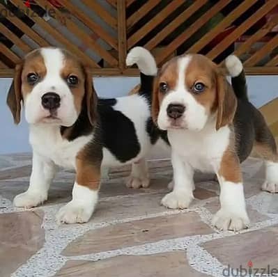 Beagle