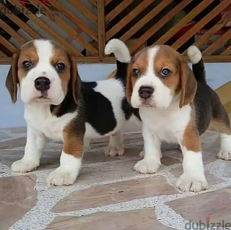 Beagle puppies// WhatsApp +971552543679 0