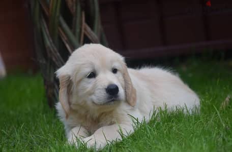 Golden Retriever puppies