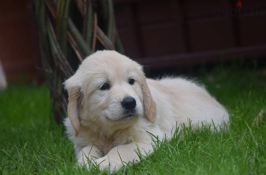 Golden Retriever puppies 0