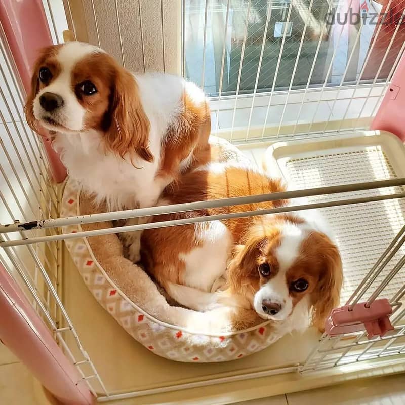 Sweet and lovely Cavalier King Charles Spaniel puppies 0