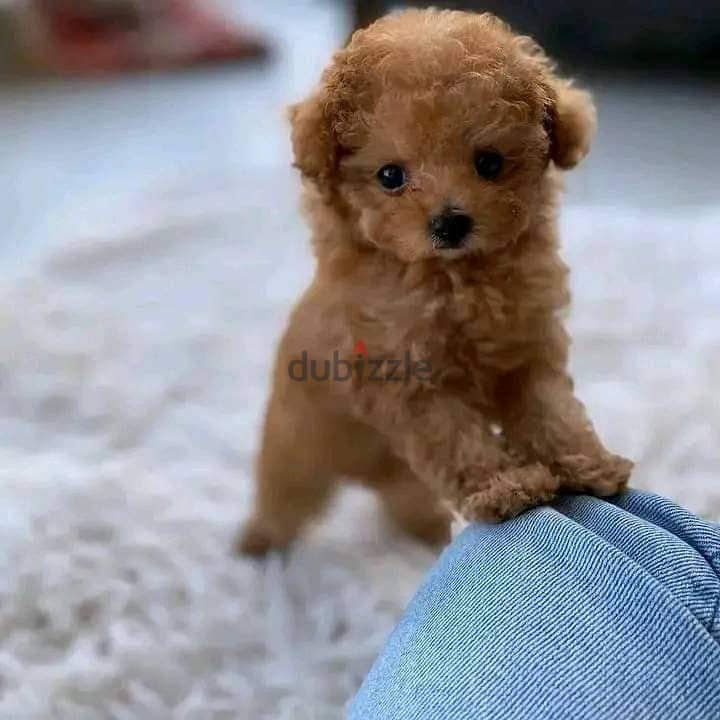 Poodle Puppies 2