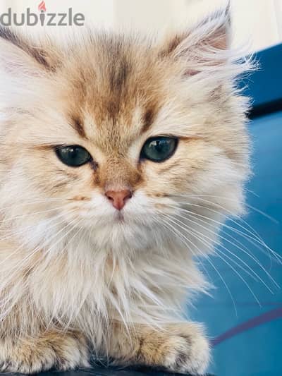 Persian cat for sale in hilal