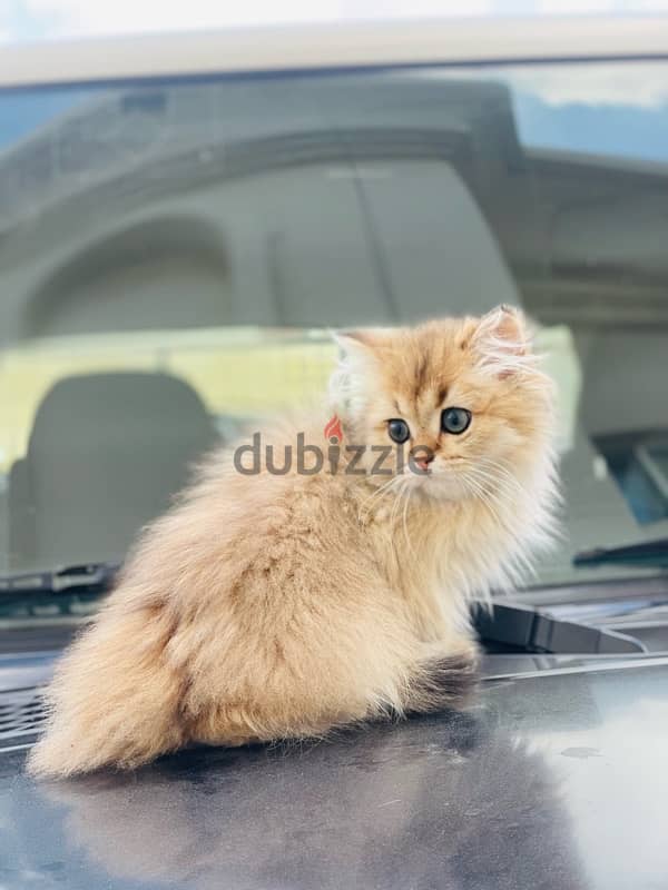 Persian cat for sale in hilal 1