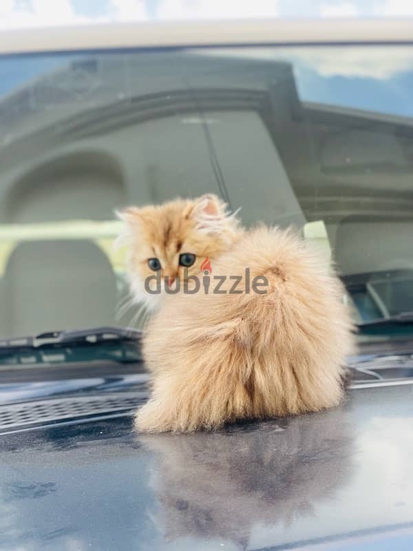 Persian cat for sale in hilal 2