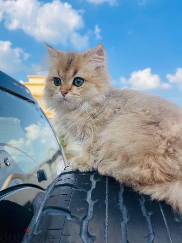 Persian cat for sale in hilal 3