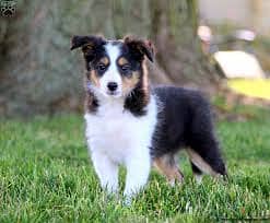 Whatsapp Me +96878738119 Collie for sale 0