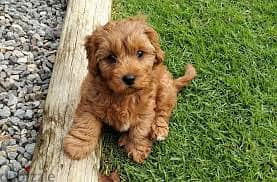 Whatsapp Me +96878738119 Cavapoo for sale