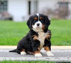 Whatsapp Me +96878738119 Bernese Mountain Dog for sale