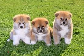 Whatsapp Me +96878738119 Akita for sale 0