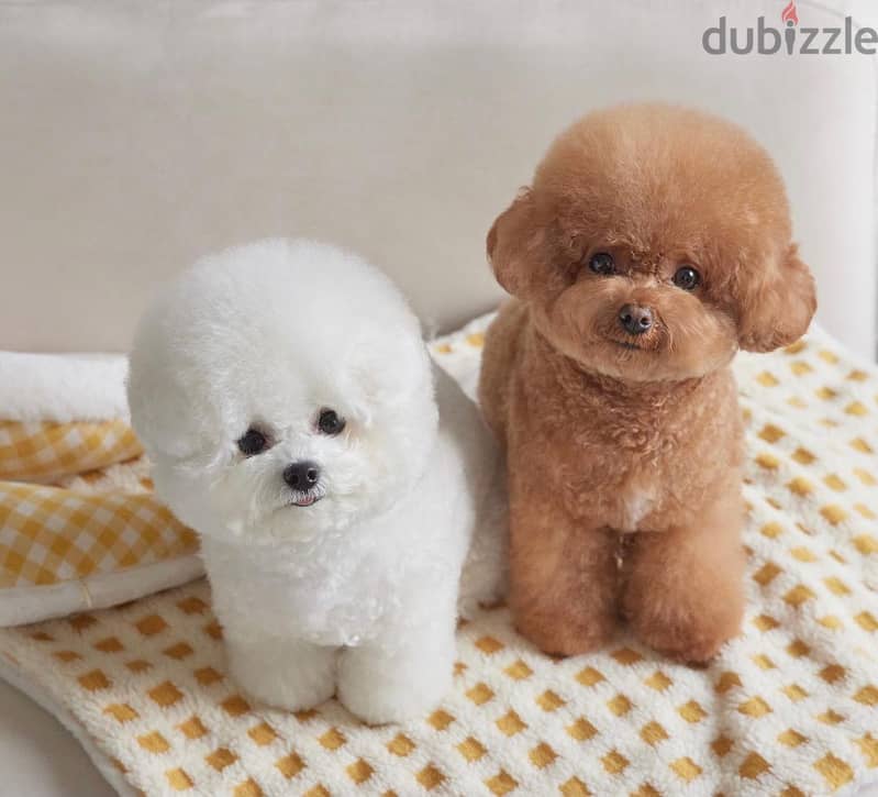 japanese poodle puppies 3