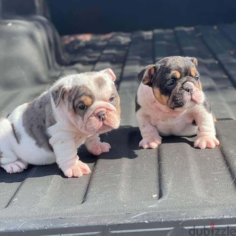 English Bulldog Puppies 0