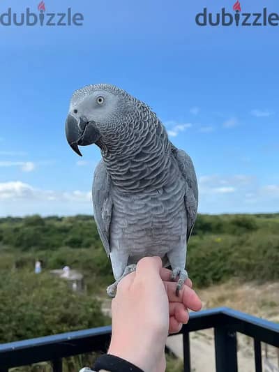 African grey parrot// Whatsapp +97455937699