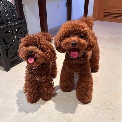 Poodle puppies// Whatsapp +97455937699