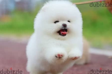 Pomeranian puppies// WhatsApp +97455792932