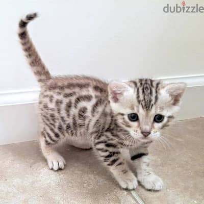 Bengal Cats //Whatsapp +971502618837