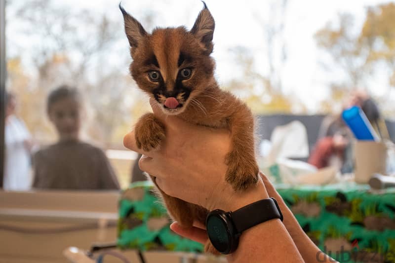 Whatsapp Me +966588993320 Caracal Cats 1