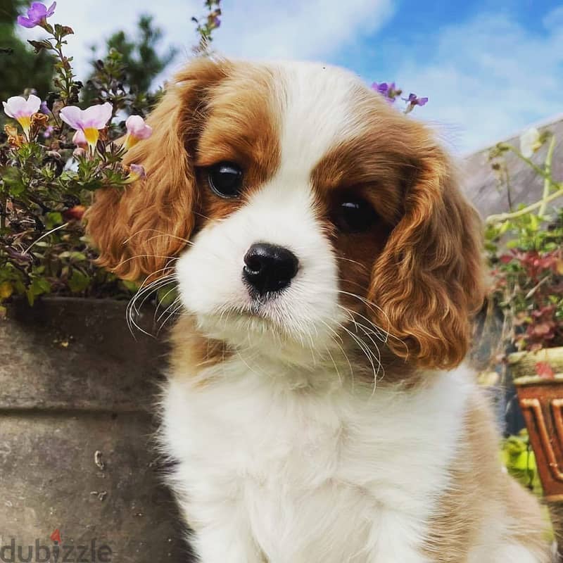 Sweet and lovely Cavalier King Charles Spaniel puppies 0