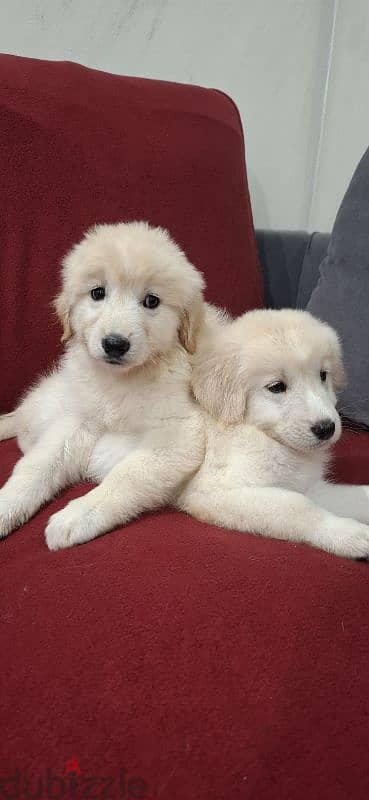 golden retriever 1