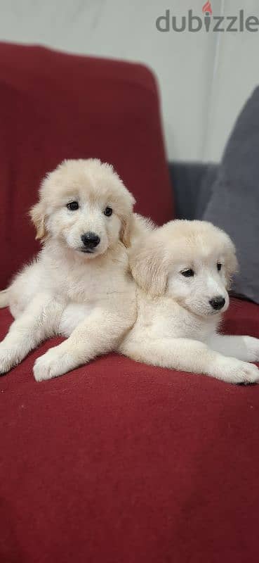 golden retriever 3