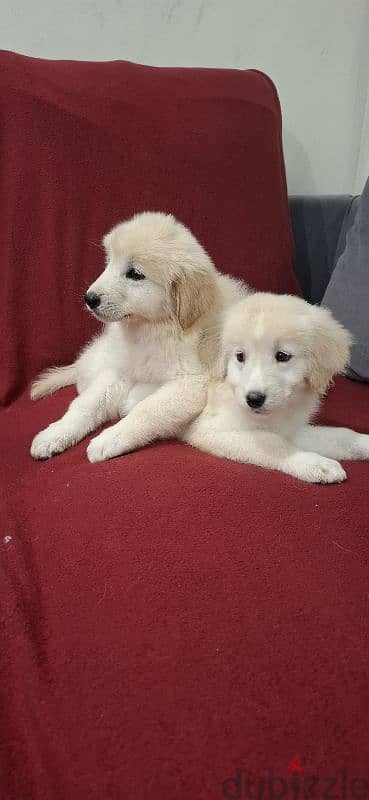 golden retriever 4