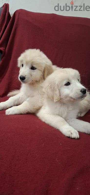 golden retriever 5