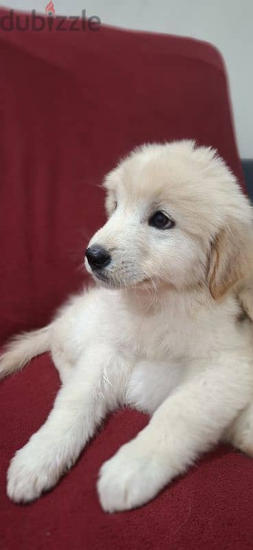 golden retriever 7