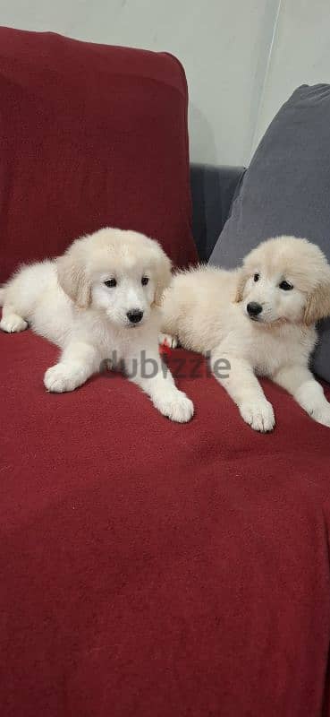 golden retriever 11