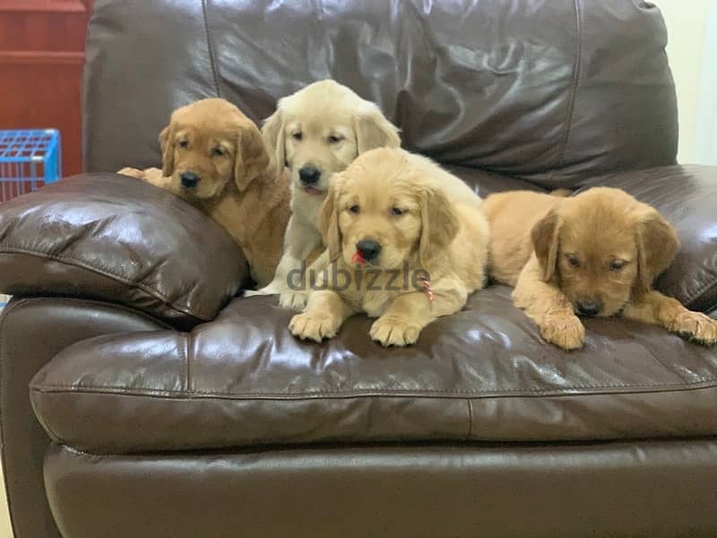 in qatar golden retriever puppies 0