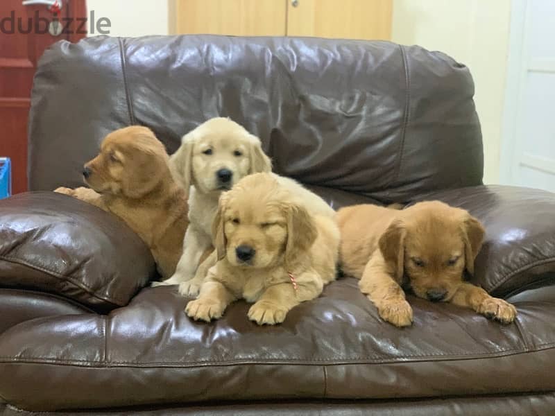 in qatar golden retriever puppies 1