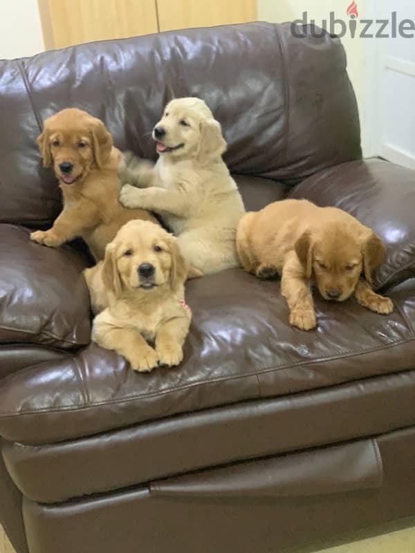 in qatar golden retriever puppies 2