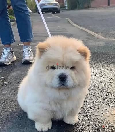 Chow Chow puppies// Whatsapp +97455937699