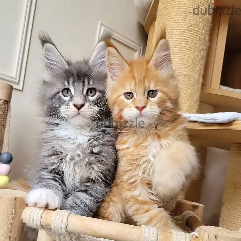 Maine Coon Kittens// WhatsApp +97455937699 0