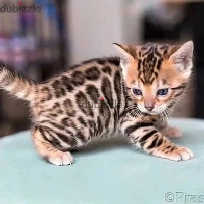 Bengal kitten// Whatsapp+971552543679