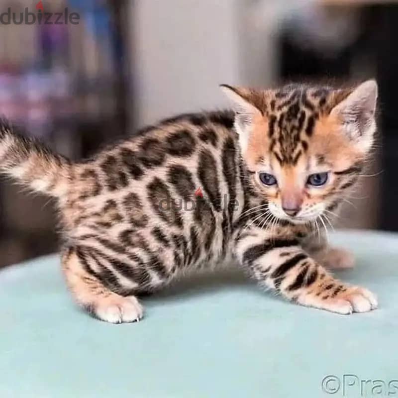 Bengal kitten// Whatsapp+971552543679 0