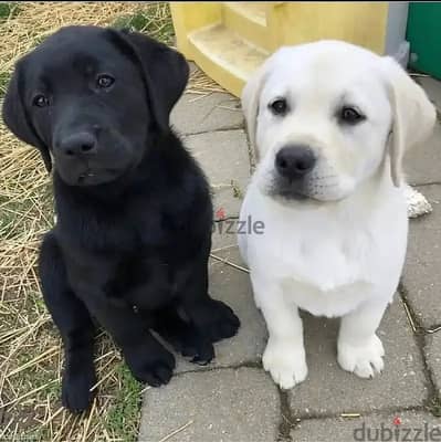 Labrador puppies// WhatsApp +971502618837