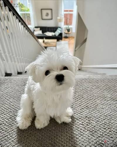 Maltese