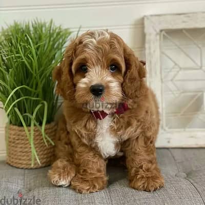 Cavapoo//