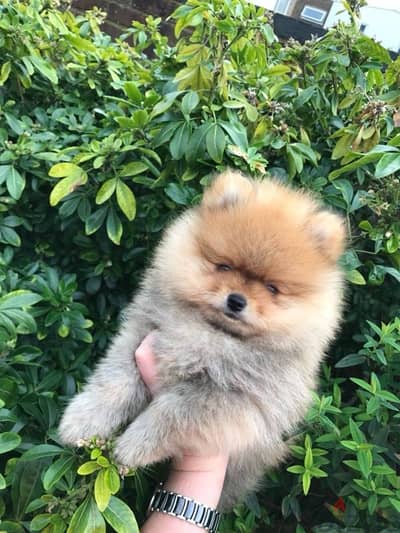 Male Pomeranian puppy for sale