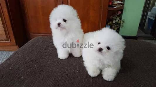 Male & Female Pomeranian for sale