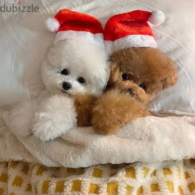 japanese poodle puppies