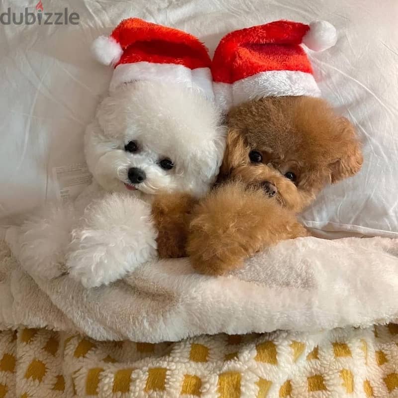 japanese poodle puppies 0