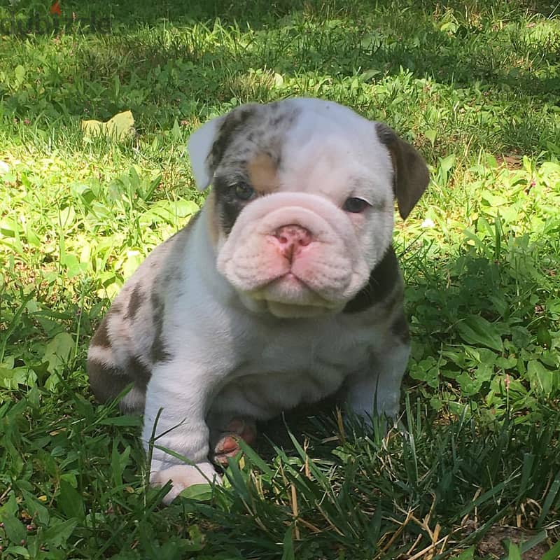 English Bulldog Puppies 0